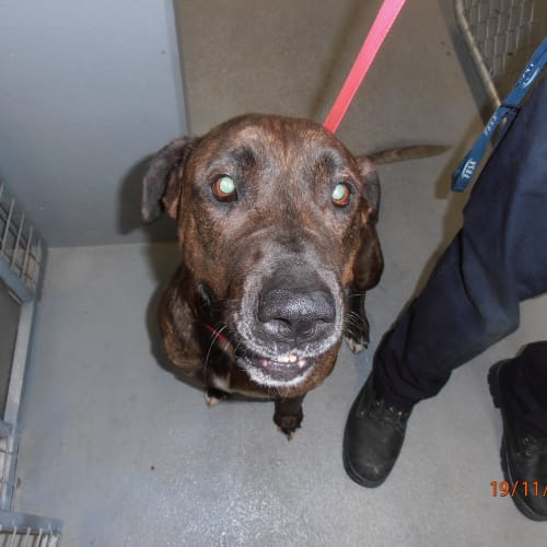No photo for Mastiff Girl In The Pound    Foster Carer By Wed