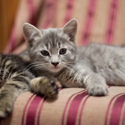 Various Kittens