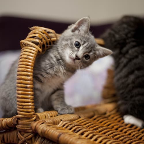 Various Kittens