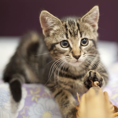 Various Kittens