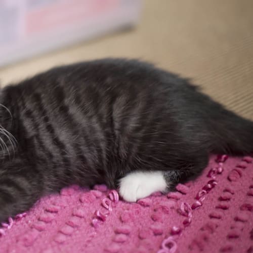 Various Kittens