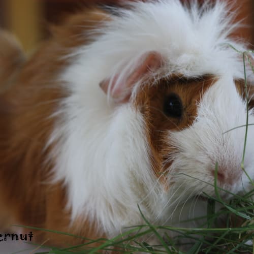 No photo for Butternut  Available With Teak