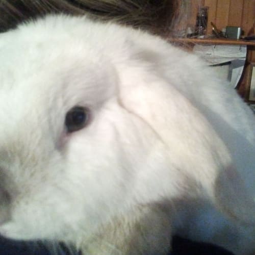 No photo for **On Trial In New Home** Coconut   Mini Lop