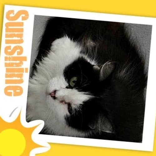 No photo for Sunshine 