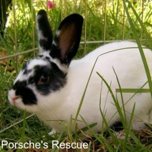 Palinka -Desexed and Vaccinated