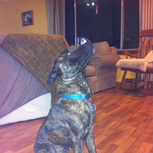 No photo for Ziggy On Trial 24/12/11