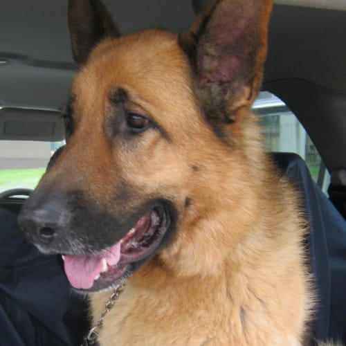 No photo for Diezel On Trial With His New Family