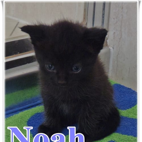 No photo for Noah