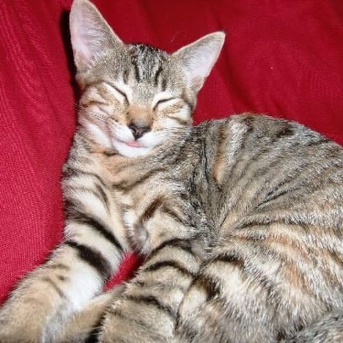 No photo for Pebbles