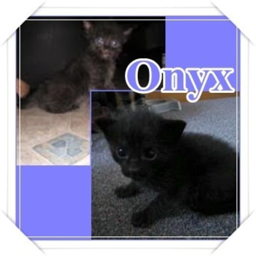 No photo for Onyx