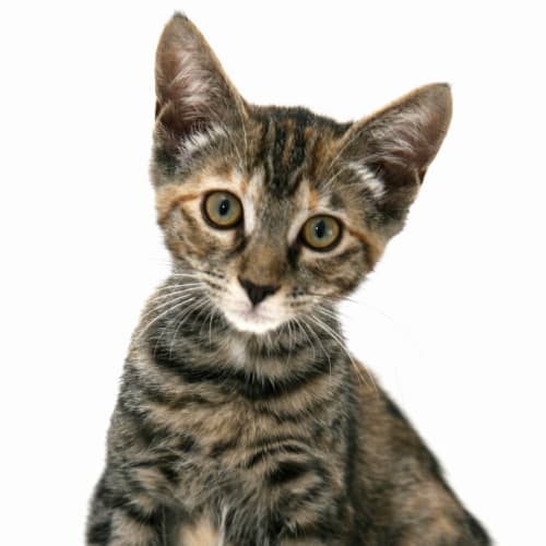 No photo for Pippa   Adoption Fee Reduced For Sunday 15/1/2012