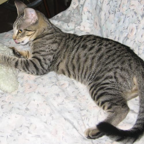No photo for **On Trial With His New Family** Tizer