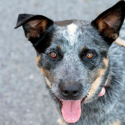 No photo for Sampson *On Trial Adoption*
