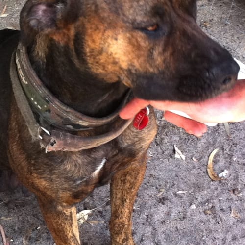 No photo for Urgent Foster   Good With Cats, Kids, Chooks !!