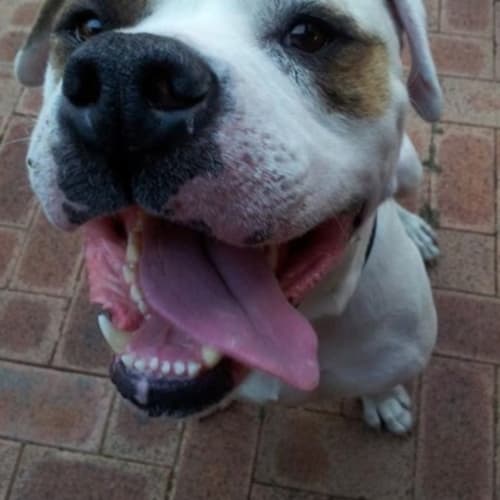 No photo for Winston Big Beautiful Boy Who Loves Hugs