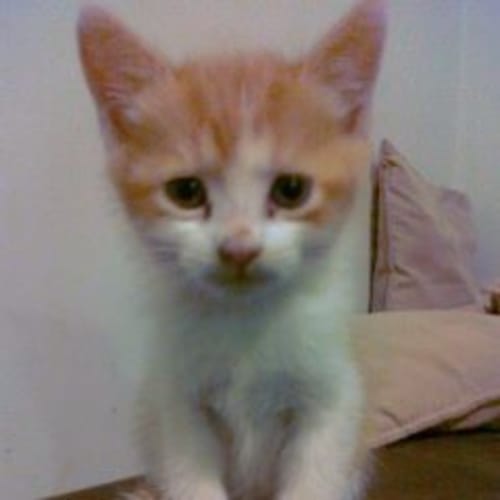 No photo for Beau (T063) 