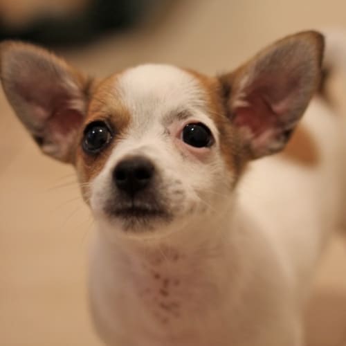 No photo for *Adoption Pending* Chops (Incl Large Puppy Pack)