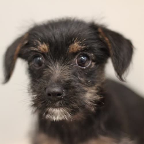 No photo for *Adoption Pending* Ebony (Incl Large Puppy Pack)