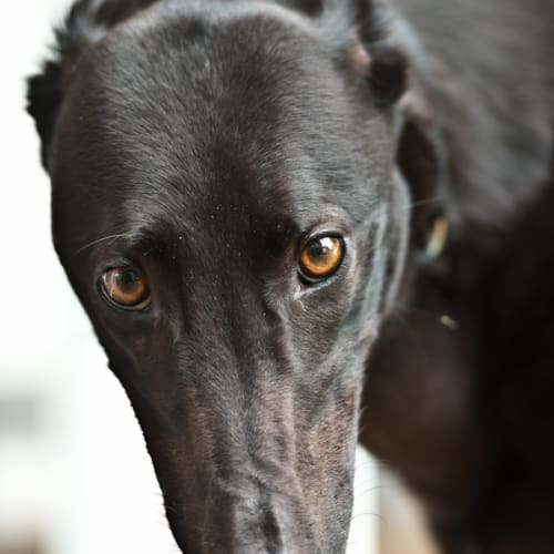 Suzie - Reserved for Her New Home