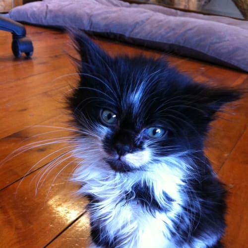 No photo for Tuxedo