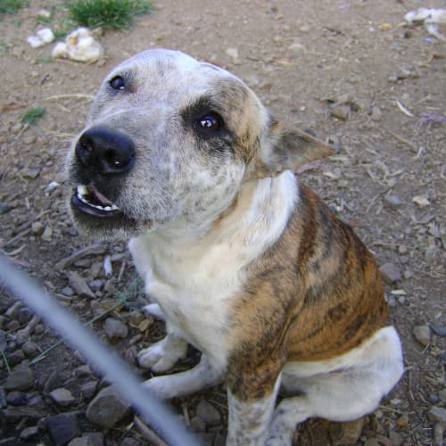 No photo for Phoenix *Adoption Pending*
