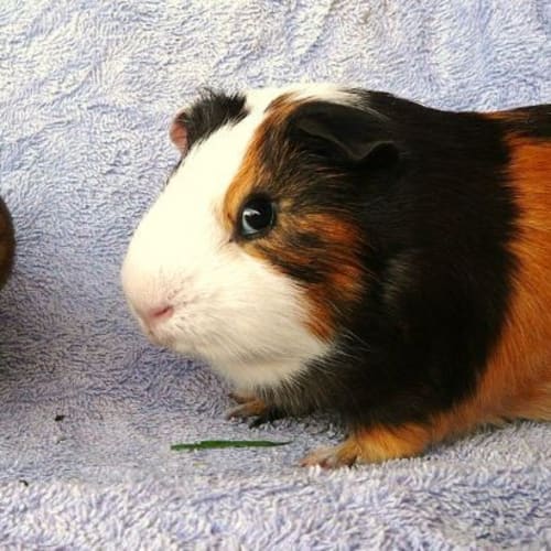 No photo for Ralph And Marcus