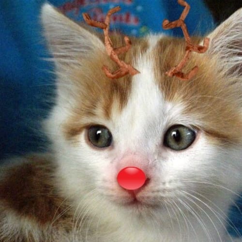 Hugo - On Trial in His New Home!