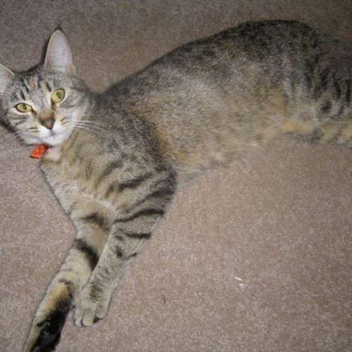 Mimi