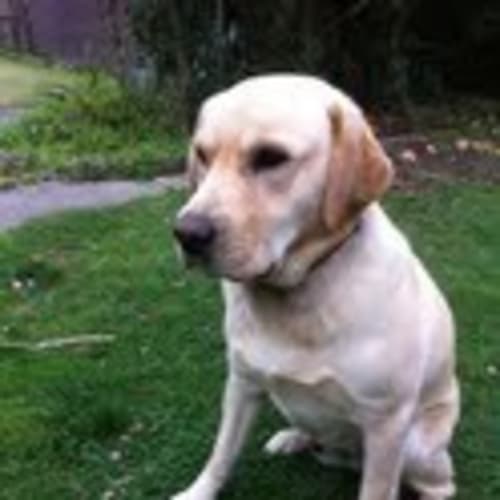 No photo for Buddy (No More Enquiries Please)