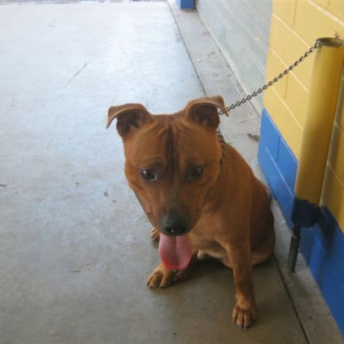 Red Dog