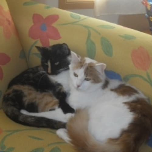 No photo for Pixie And Aussie