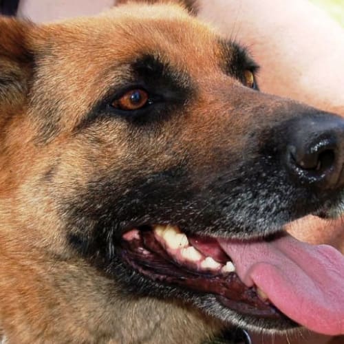 No photo for Lucy **Needs Foster Carer**