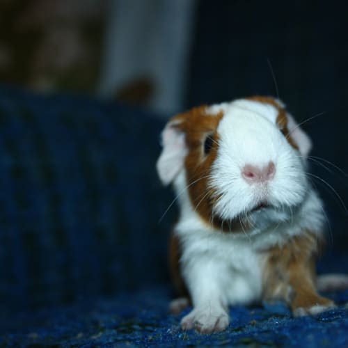 Gizmo