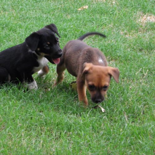 No photo for Caprice (Black Puppy)