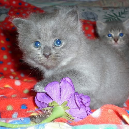 No photo for Lucrezia Ready For Adoption In January 2012