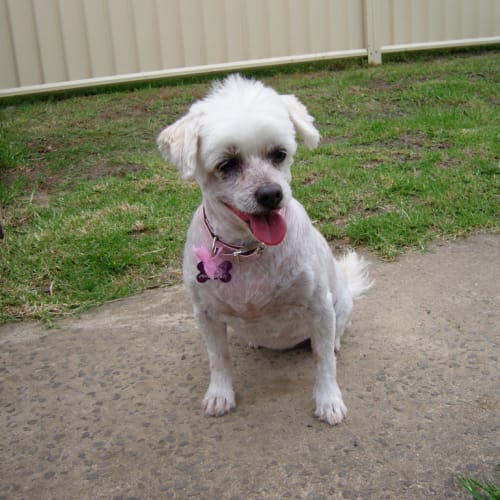 No photo for Alicia   Rehomed To Merna!!!