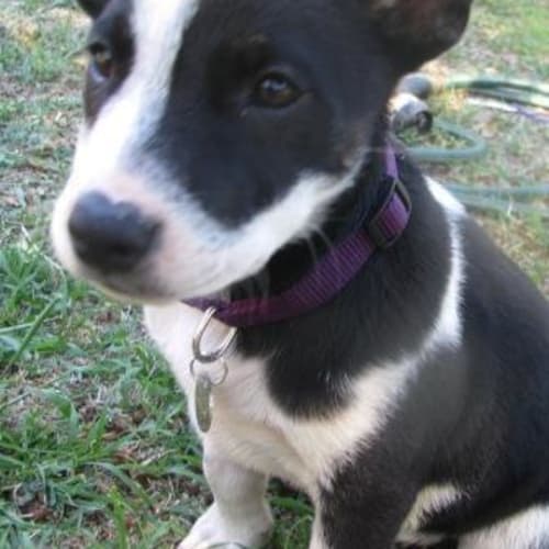 No photo for Rayna(d2010)*Adopted*