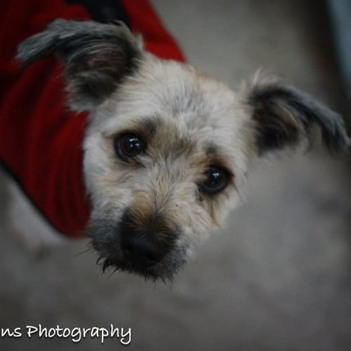 No photo for Benji