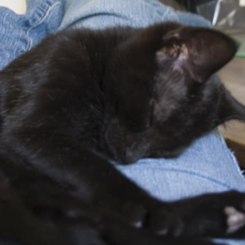 No photo for Pippin