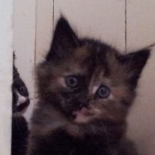No photo for Celeste   Adoption Pending