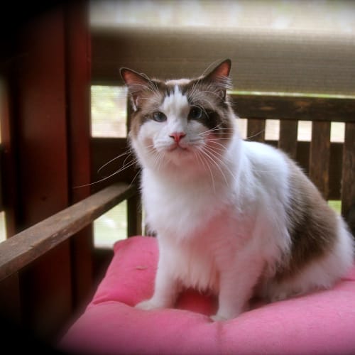 No photo for Sir Bertrand Walter Fuzzyfoot Iii (Aka Berty)