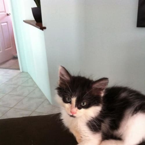 No photo for Lil Fluffball