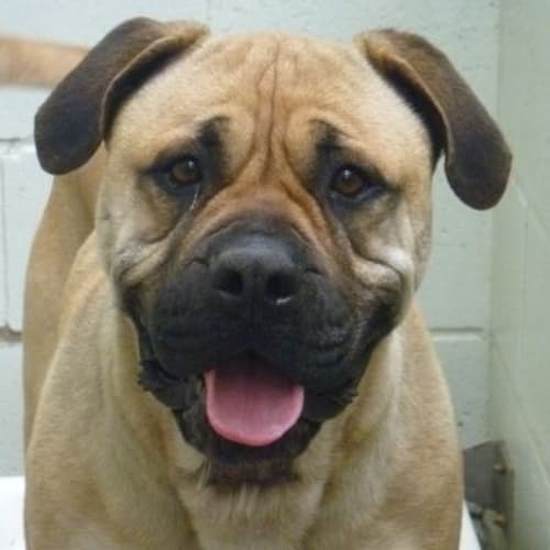 No photo for Nyda 455029