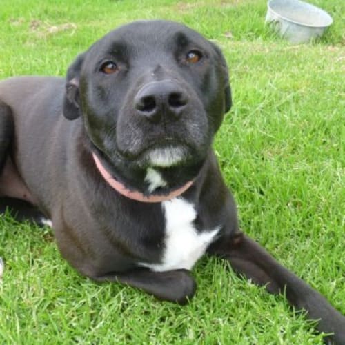 No photo for Jarrah 449075