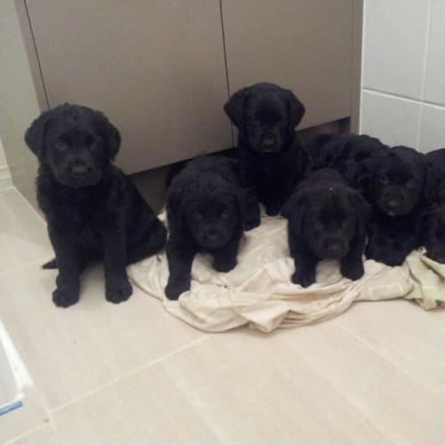 No photo for Puppies