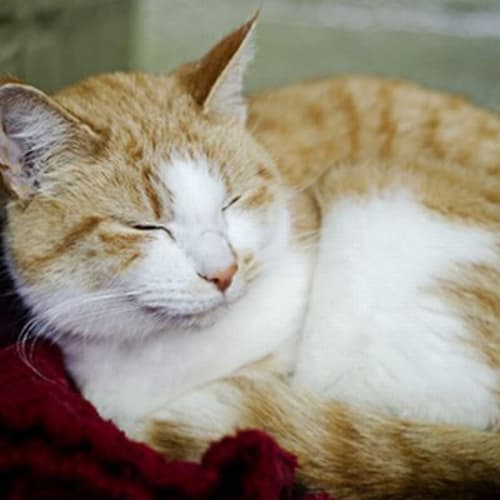 No photo for Bagel 718587