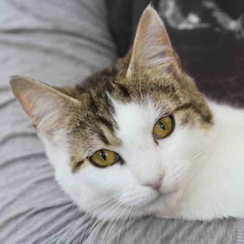 No photo for Stella 719198