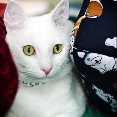 No photo for Otto 717050