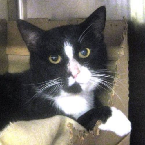 No photo for Mr Smith 719526