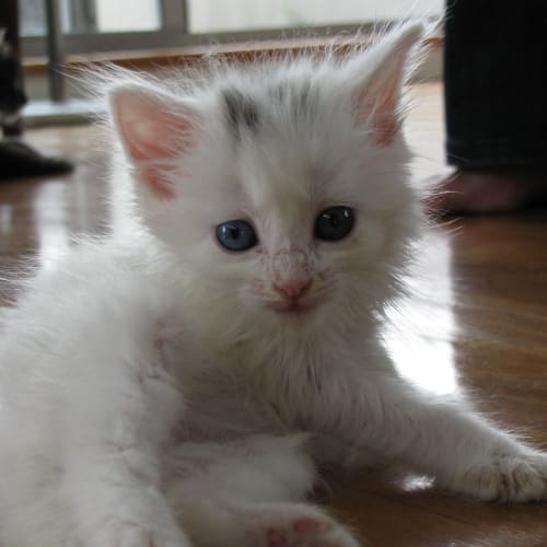 Snowbell